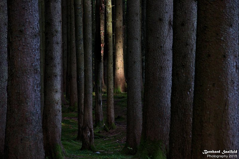 Bernhard Saalfeld - Wald in Ofterschwang